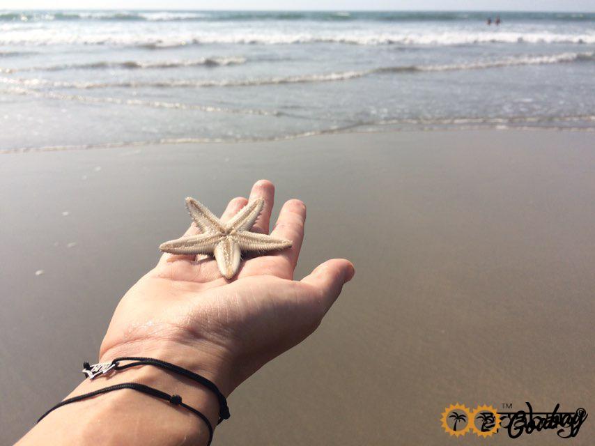 море, морская звезда, гоа, пляж, sea, starfish, Goa, beach,