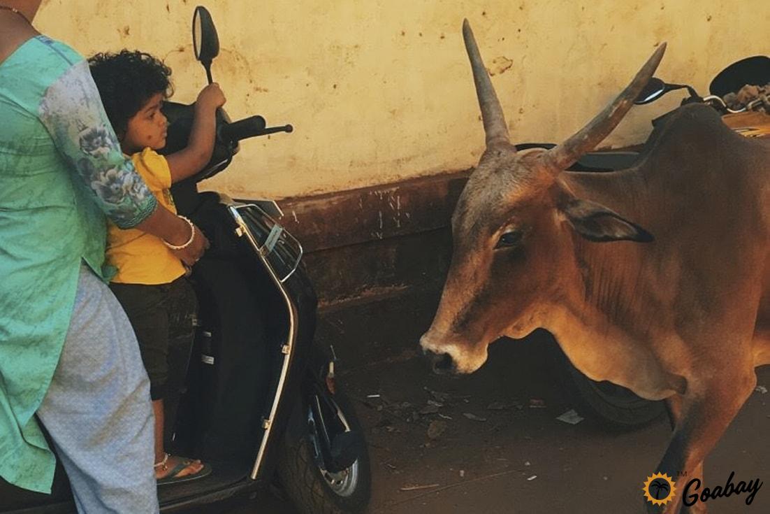 корова в Индии