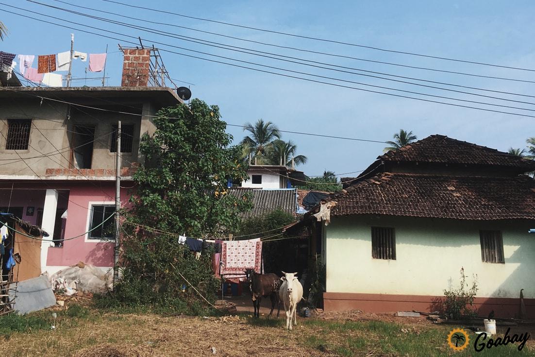 корова в Индии, Indian cows