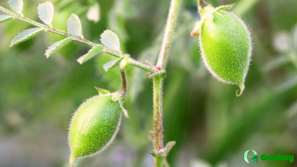 Нут, Chickpea, товары из Индии, Купи Слона, Всё об Индии, Assam tea, Indian tea, India products, Buy Elephant, All about India