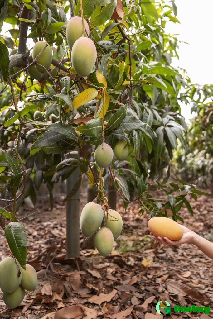 Манго, Mango, товары из Индии, Купи Слона, Всё об Индии, India products, Buy Elephant, All about India, Гоа, Goa